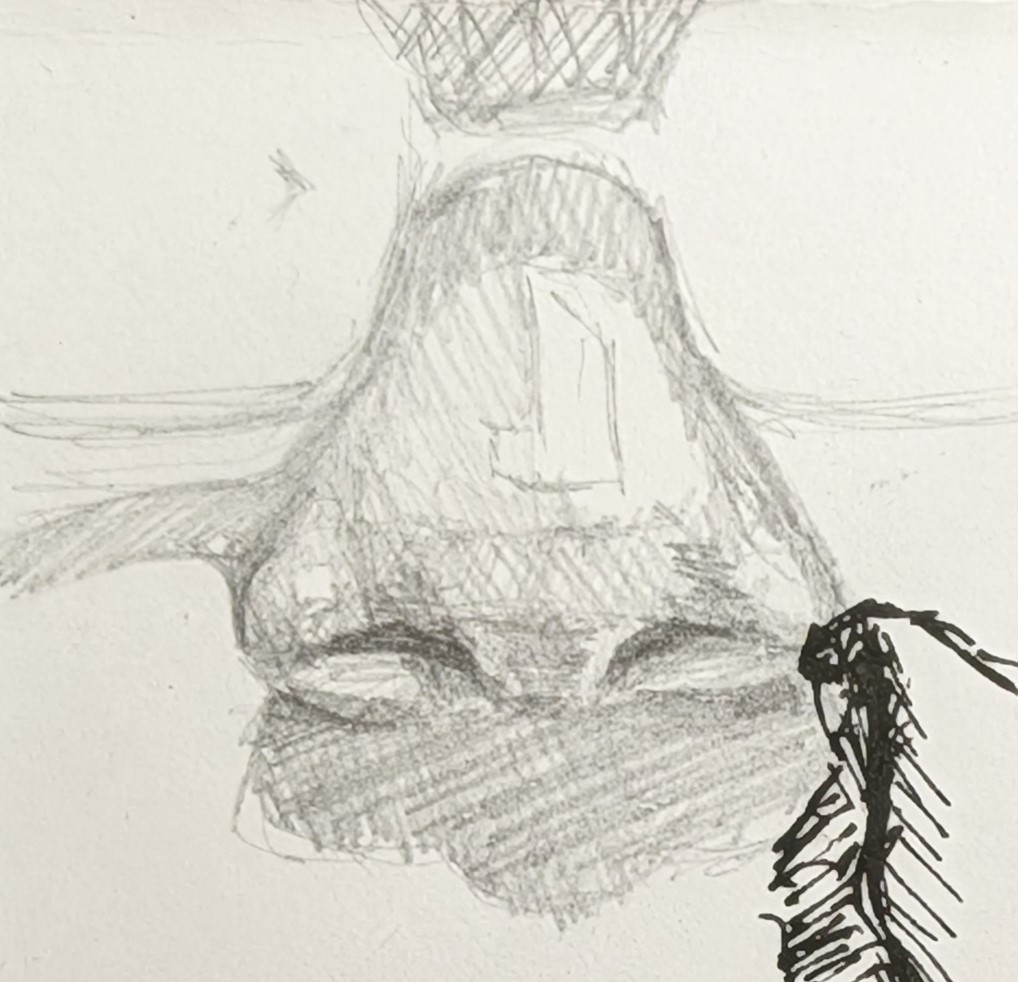 Rendered pencil study of a nose, seen three-quarter from below